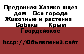 Преданная Хатико ищет дом - Все города Животные и растения » Собаки   . Крым,Гвардейское